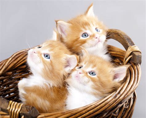 free images of kittens|full pictures of kittens.